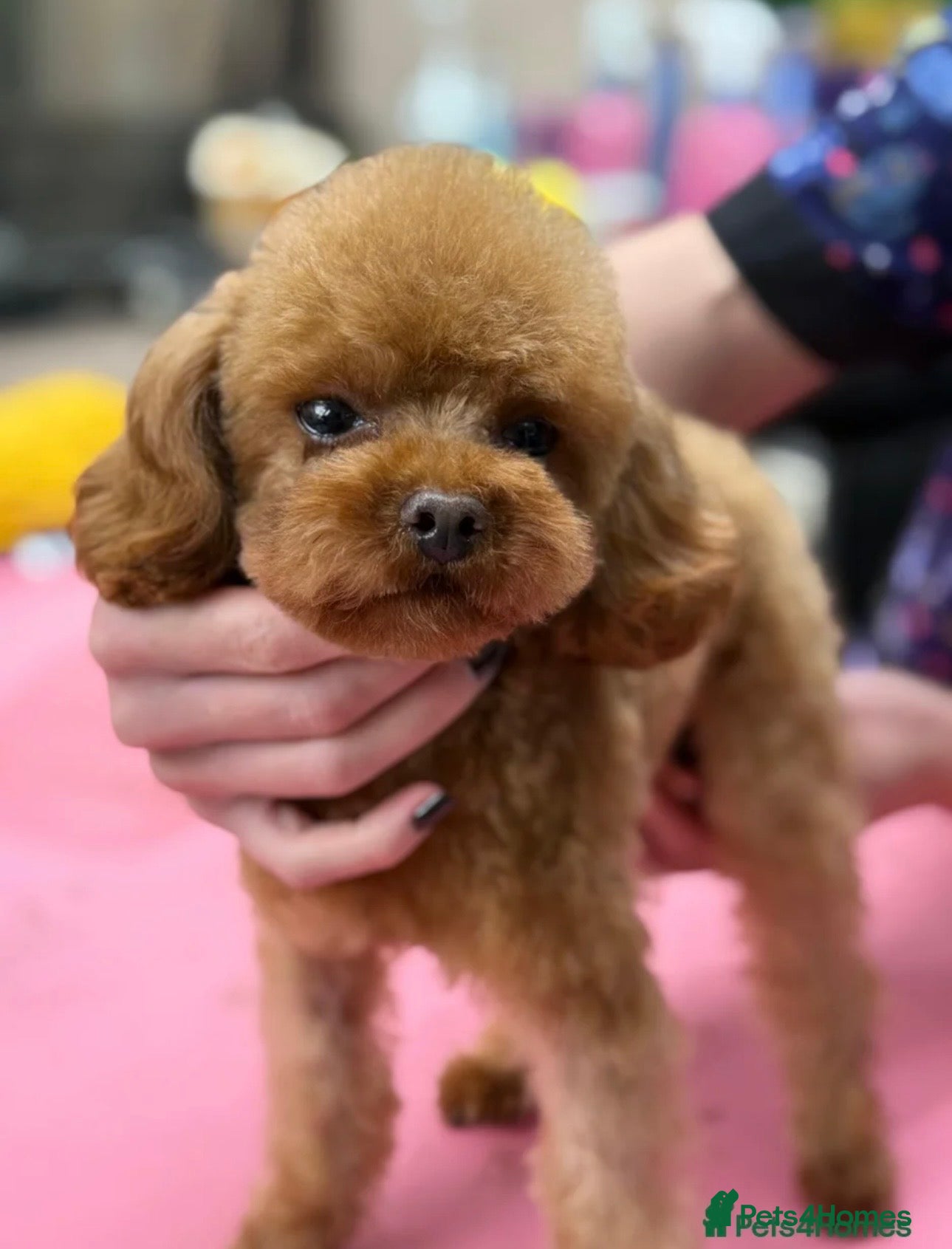 Toy Poodle dogs for sale: Asian Poodle Puppies WAITING LIST OPEN - Advert 29