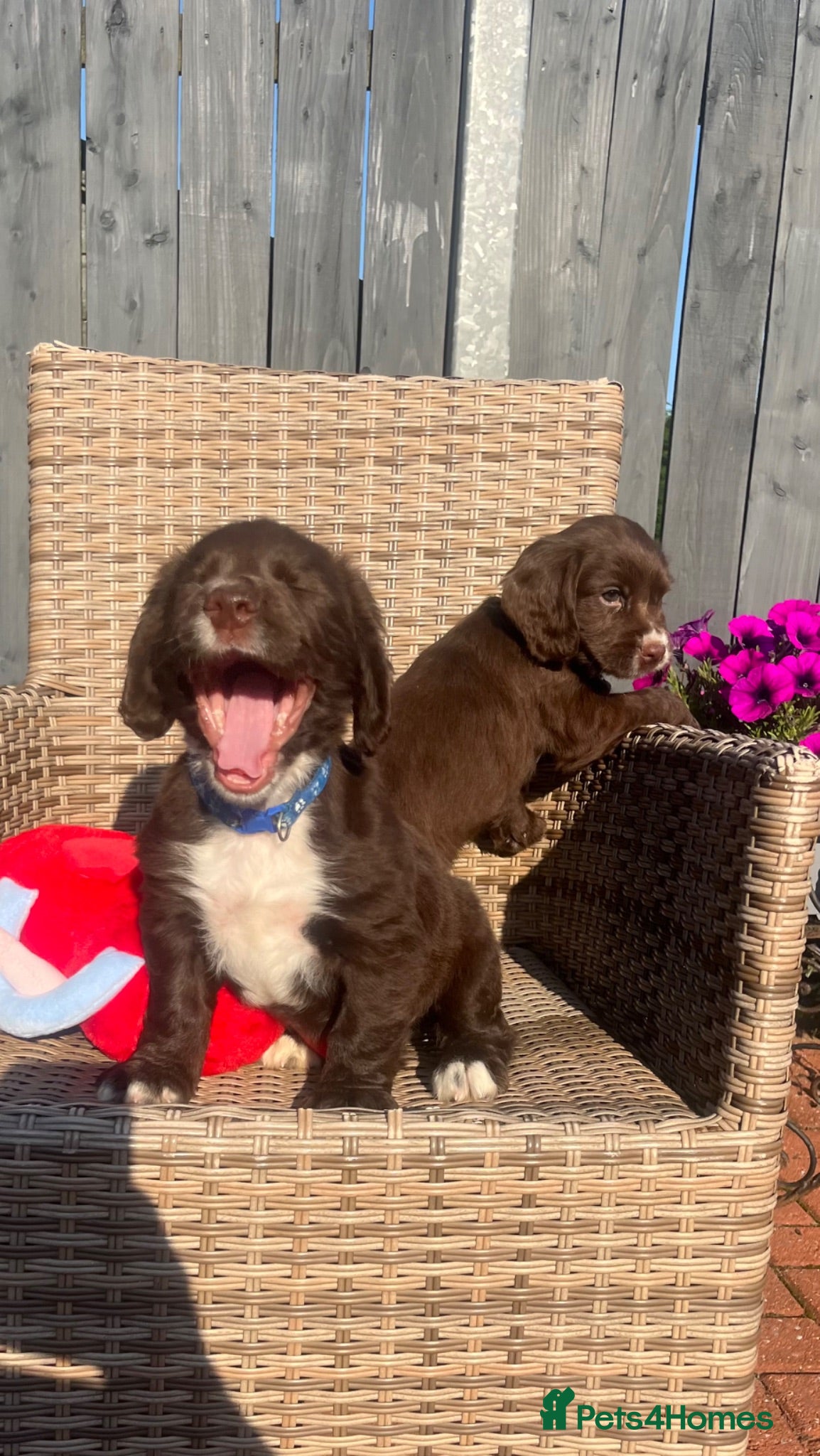 Cocker Spaniel dogs Chocolate cocker spaniel - Advert 17