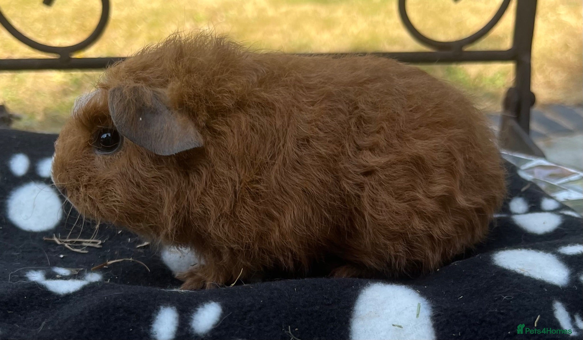 Guinea Pig rodents Guniea pigs - Advert 13
