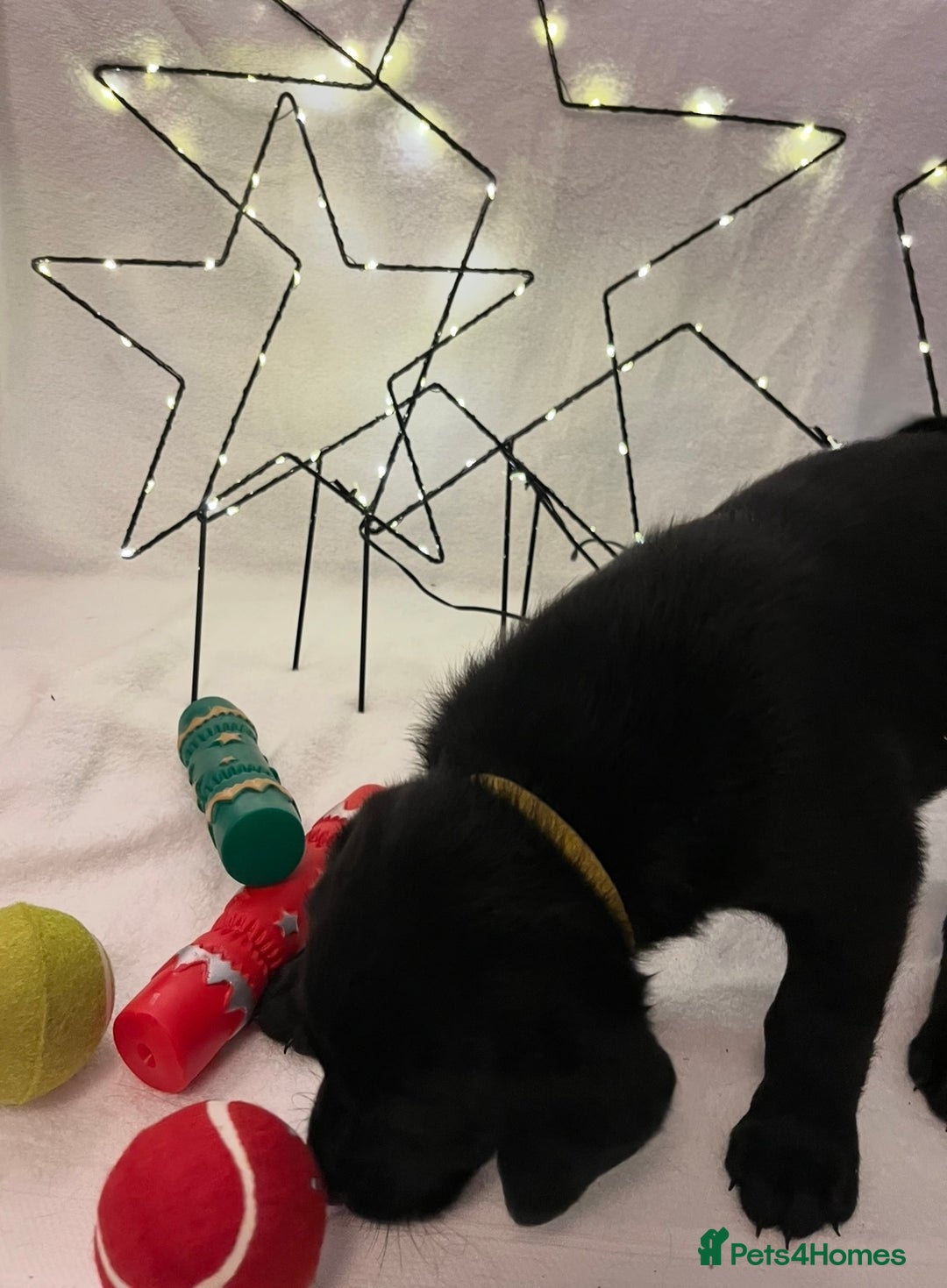 Labrador Retriever dogs for sale: Beautiful labs available  - Advert 7