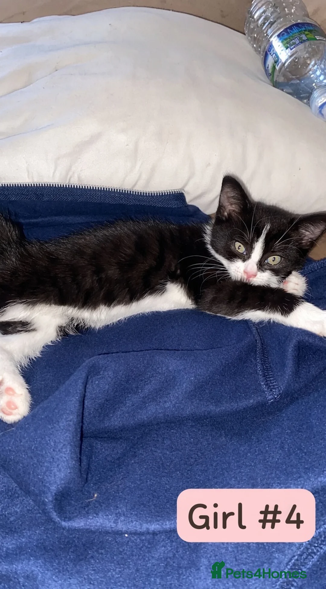 Mixed Breed cats for sale: 9 beautiful kittens - Advert 6