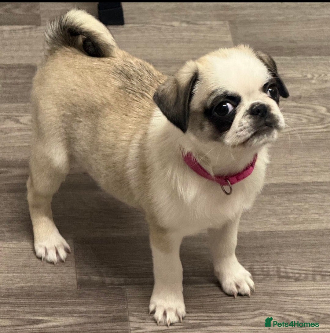 Pug dogs for sale: Pug girl 6 months old - Advert 2