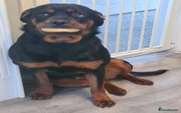 Rottweiler dogs for sale: Stunning rottweiler puppies  - Image 25