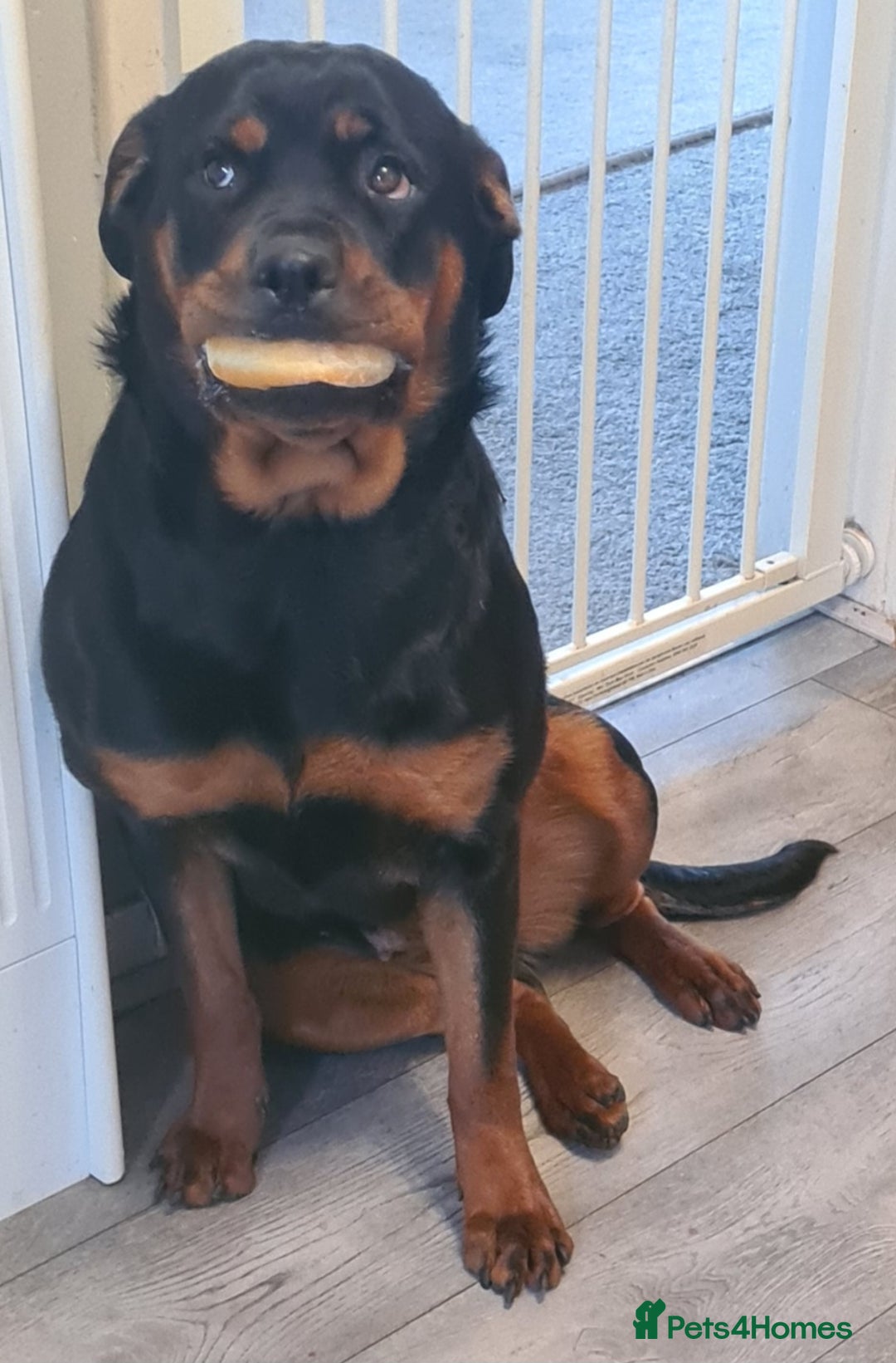 Rottweiler dogs for sale: Stunning rottweiler puppies  - Image 25