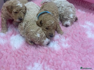 Labradoodle dogs Multi- Generation Toy/Mini parti Labradoodles - Advert 4