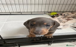 Dachshund dogs for sale: Beautiful mini dashound - Image 7