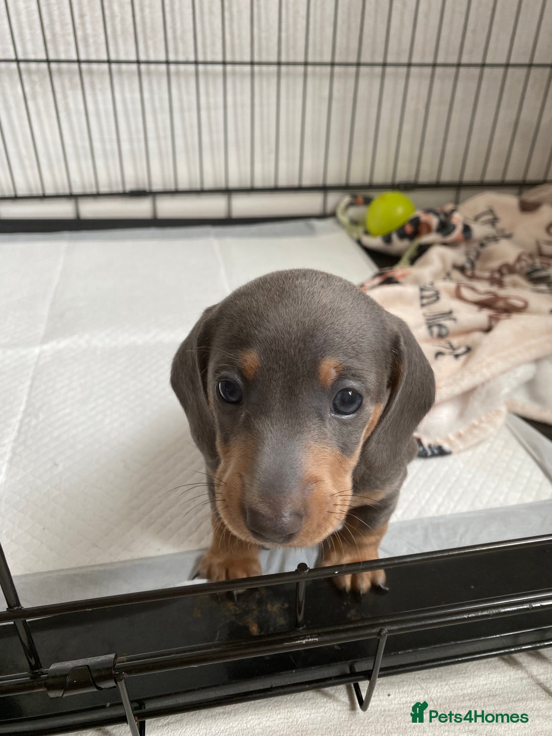 Dachshund dogs for sale: Beautiful mini dashound - Image 7