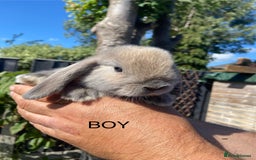 Mini Lop rabbits for sale: Mini Lops ready now - Image 6