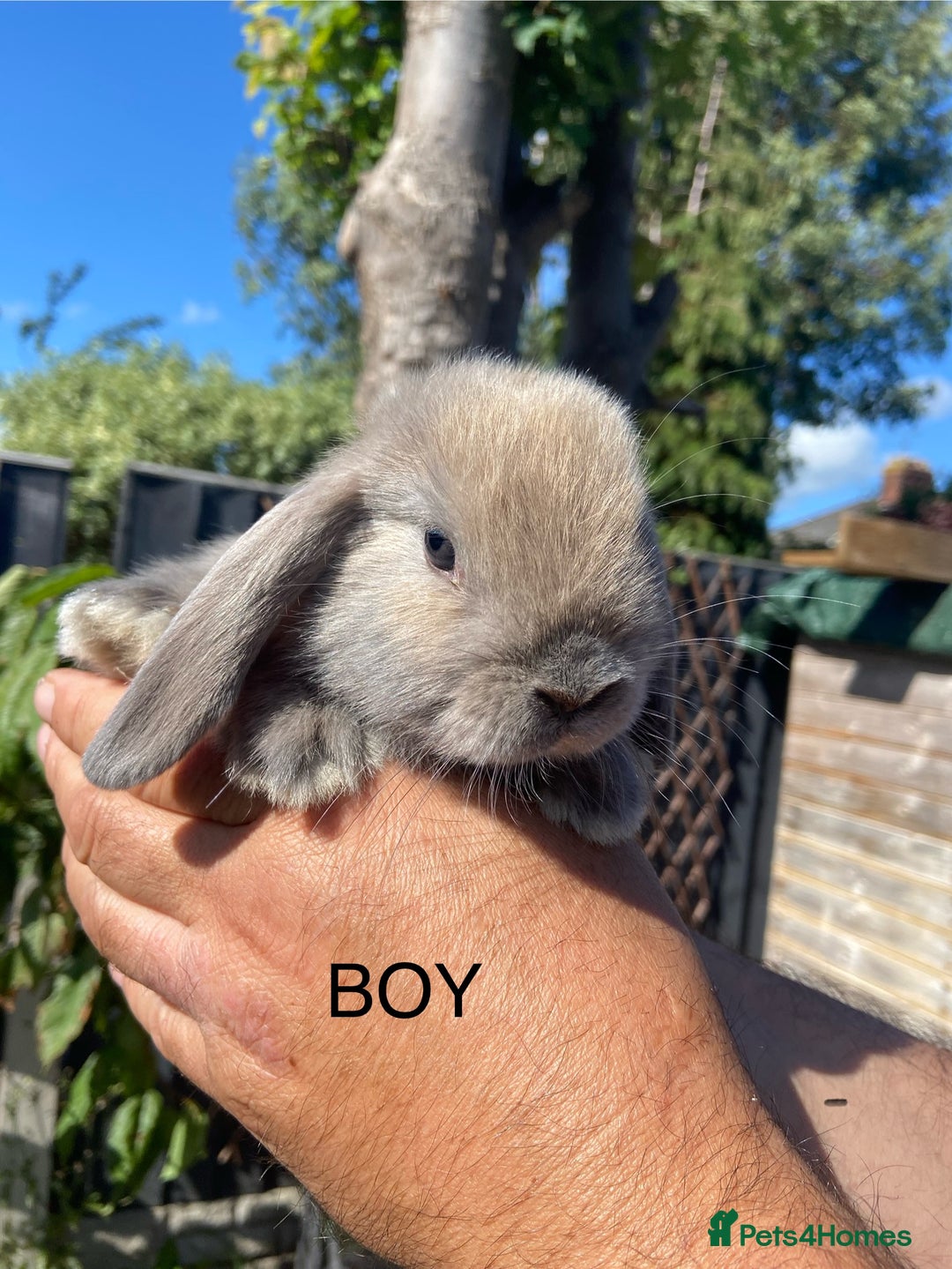 Mini Lop rabbits for sale: Mini Lops ready now - Image 6