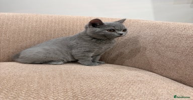 British Shorthair cats - Advert 12