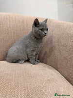 British Shorthair cats - Advert 12