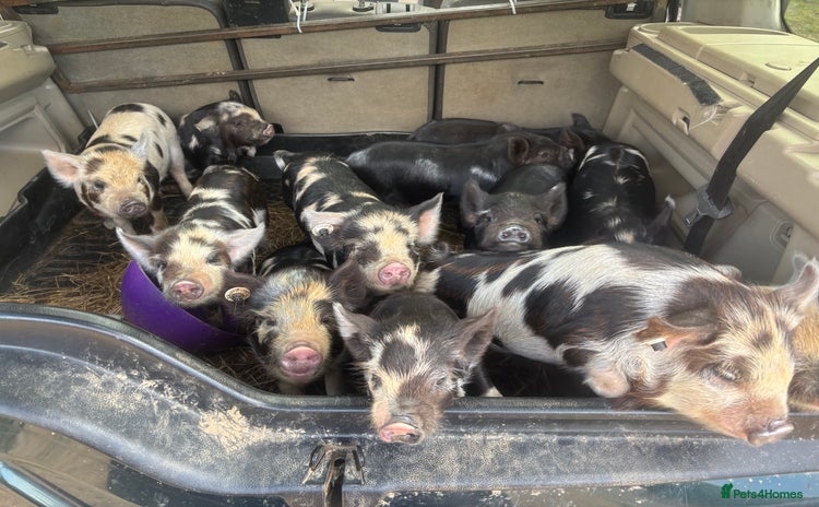 Pig livestock - Advert 2