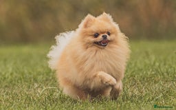 Pomeranian dogs for stud: Prince George Bridgeton 👑 - Image 9