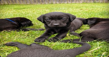 Labrador Retriever dogs - Advert 5