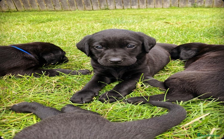 Labrador Retriever dogs - Advert 3