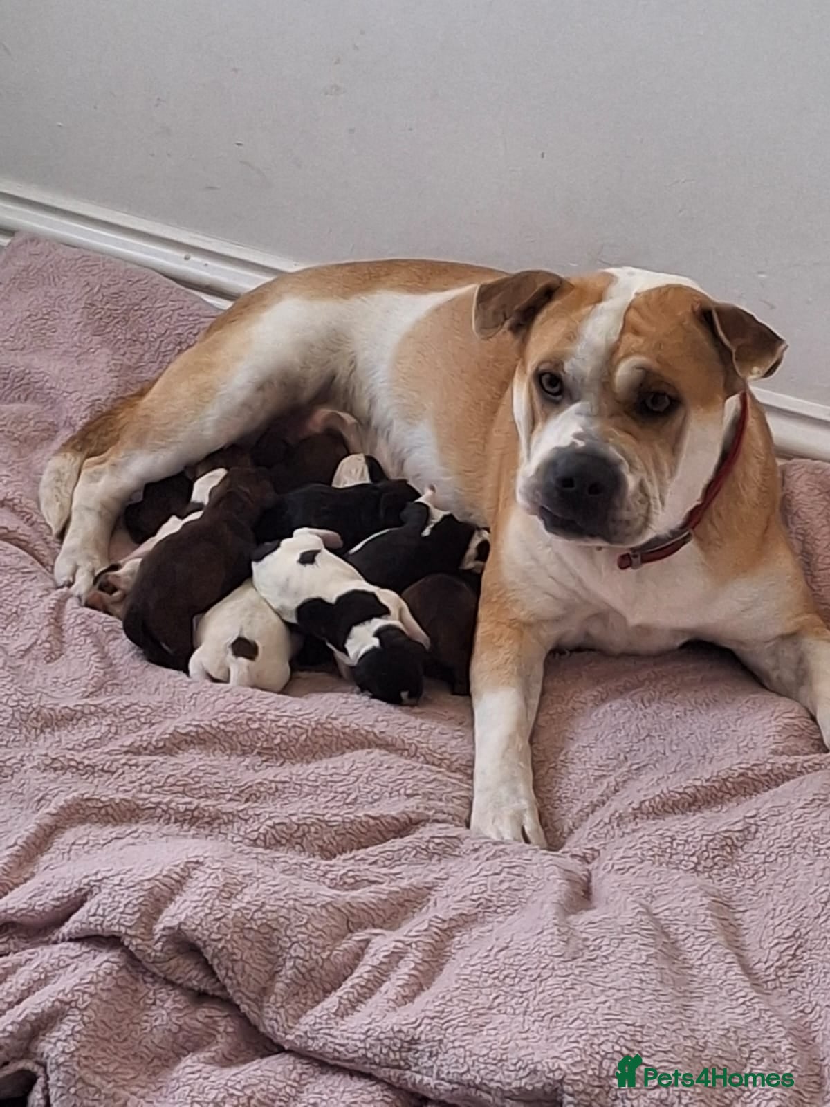 Mixed Breed dogs Bull pei/Labrador  - Advert 3