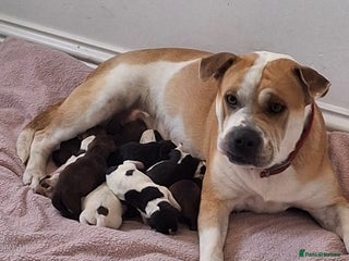 Mixed Breed dogs Bull pei/Labrador - Advert 1