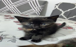 Domestic Shorthair cats for sale: Kittens - Image 2