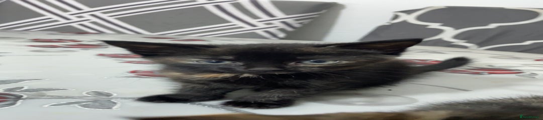Tortoiseshell Kitten 3