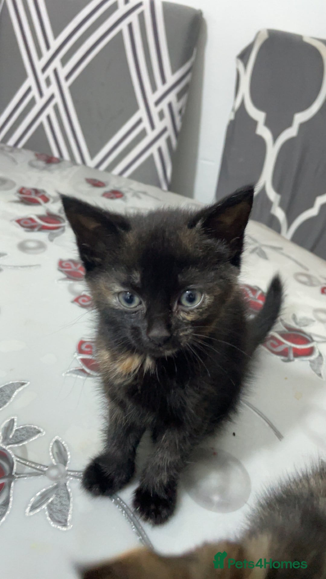 Domestic Shorthair cats for sale: Kittens - Image 2