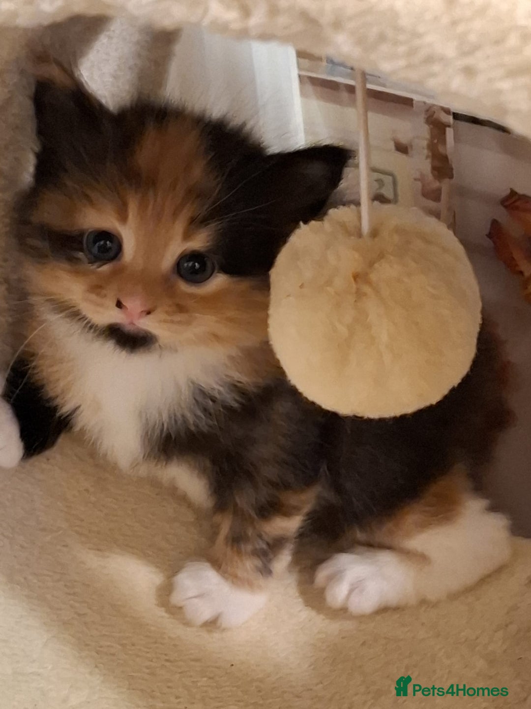 Mixed Breed cats for sale: 4 gorgerous kittens - Image 26