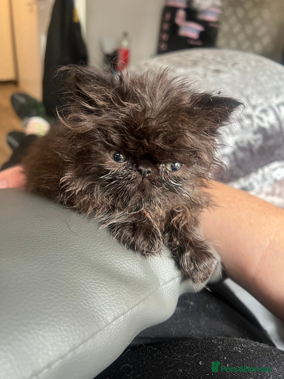 Persian cats for sale: Champion Bloodlines Persian Kittens–GCCF papers  - Image 20