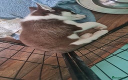 Siberian Husky dogs for sale: Siberian Husky for sale - Image 15