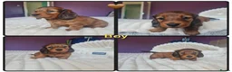 Miniature Dachshund dogs for sale: 4 dapple 2 shaded red Lh puppies,Pra clear - Advert 32