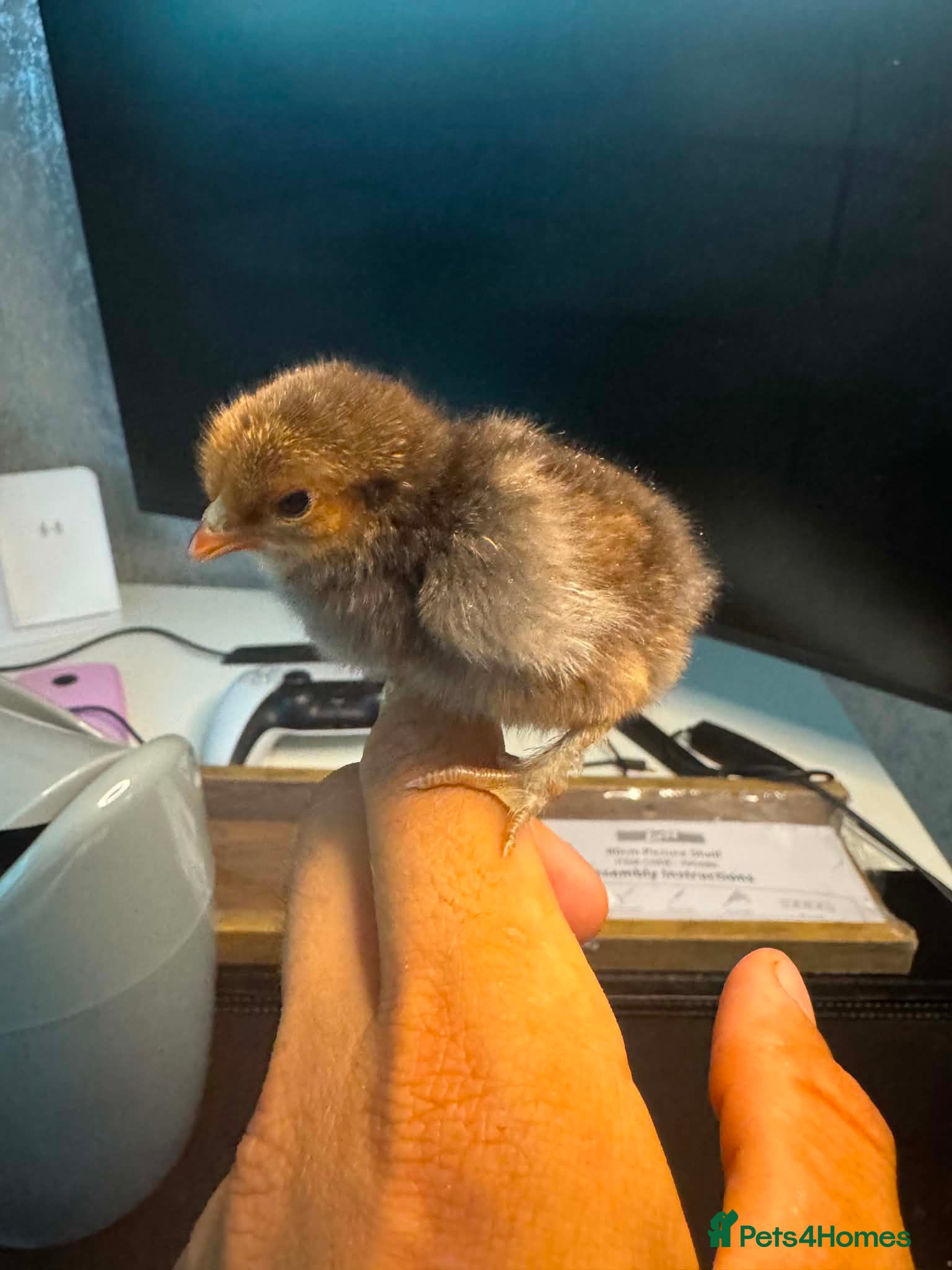 Chickens poultry Bantam chicks - Hatching 🥚  - Advert 2