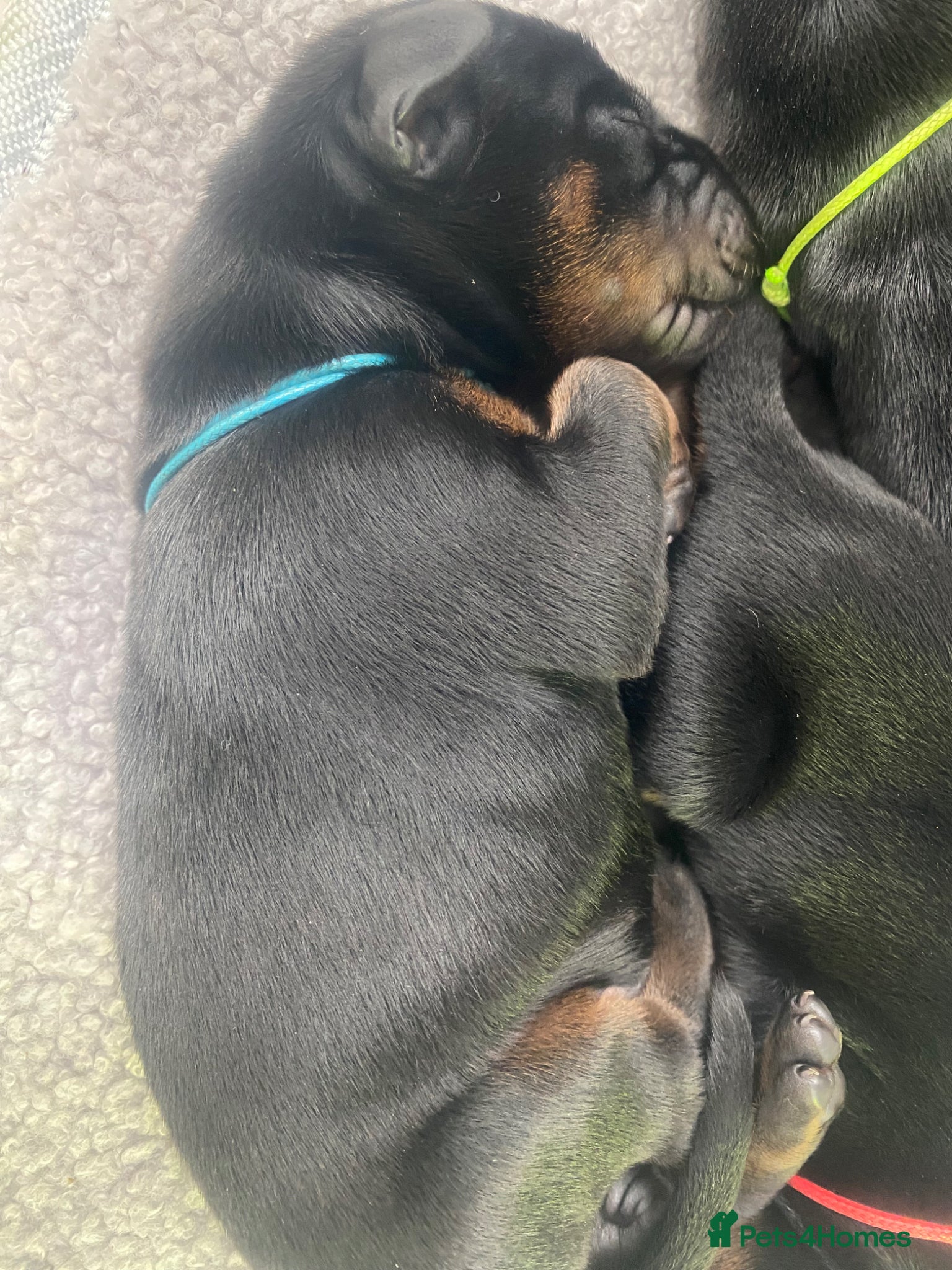 Dobermann dogs Doberman puppies - Advert 5