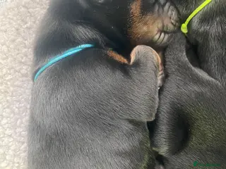 Dobermann dogs Doberman puppies - Advert 5