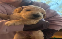 Goldendoodle dogs for sale: Beautiful F1B Goldendoodle Puppies – Ready Soon - Image 20
