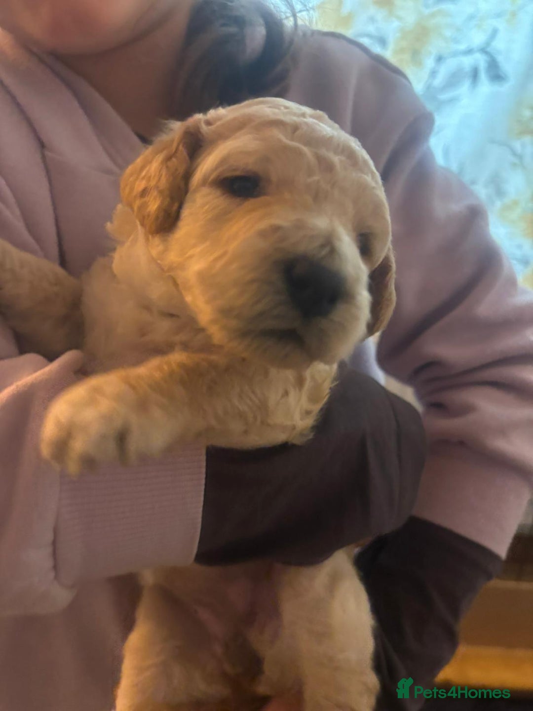 Goldendoodle dogs for sale: Beautiful F1B Goldendoodle Puppies – Ready Soon - Image 20