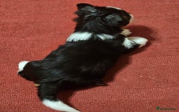 Yorkshire Terrier dogs for sale: Boy brewier yorkshire terrier - Image 6