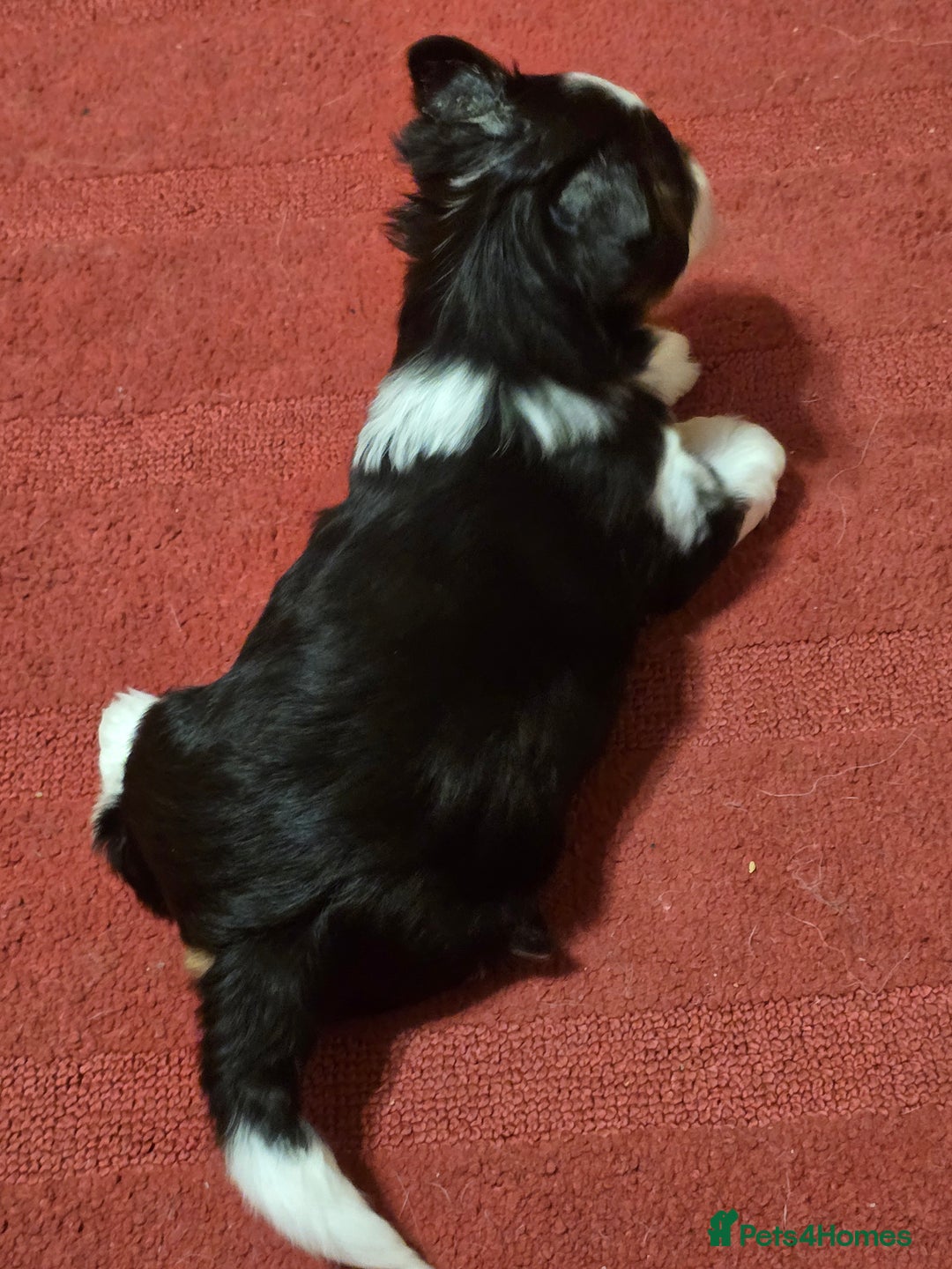 Yorkshire Terrier dogs for sale: Boy brewier yorkshire terrier - Image 6