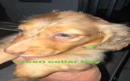 Miniature Dachshund dogs for sale: Miniature long haired dachshund  - Image 20