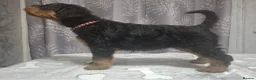 Airedale Terrier dogs for sale: Gorgeous Airedale Litter! - Advert 19