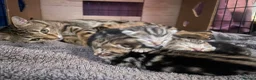 Bengal cats for sale: Stunning racing striped Bengal kittens! in Cheddar - Advert 4