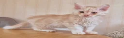 Maine Coon cats for sale: MAINE COON KITTENS in Wigton - Advert 6