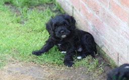 Cavapoo dogs for sale: Beautiful F1 Cavapoo puppies for sale - Image 8