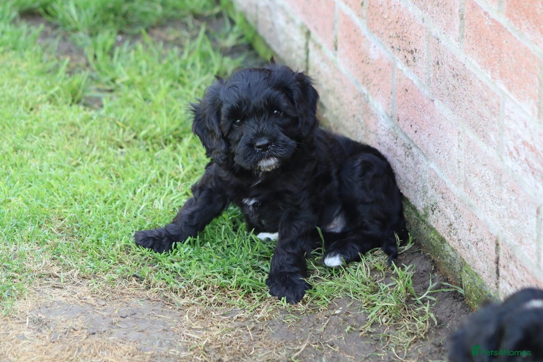 Cavapoo dogs for sale: Beautiful F1 Cavapoo puppies for sale - Image 8