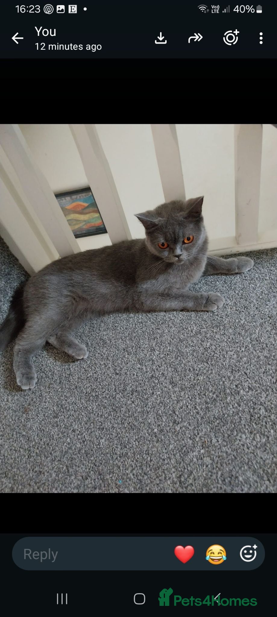 British Shorthair cats Bsh female  - Advert 1