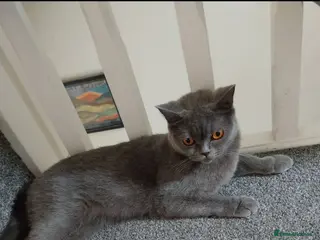 British Shorthair cats Bsh female - Advert 1