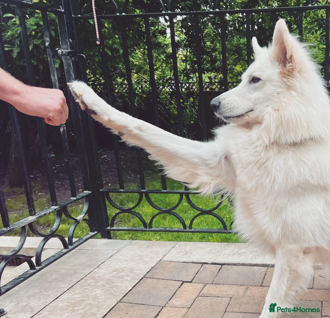 White Swiss Shepherd dogs for stud: White Swiss Shepherd Dog at Stud (Long Coat) in Nelson - Advert 7