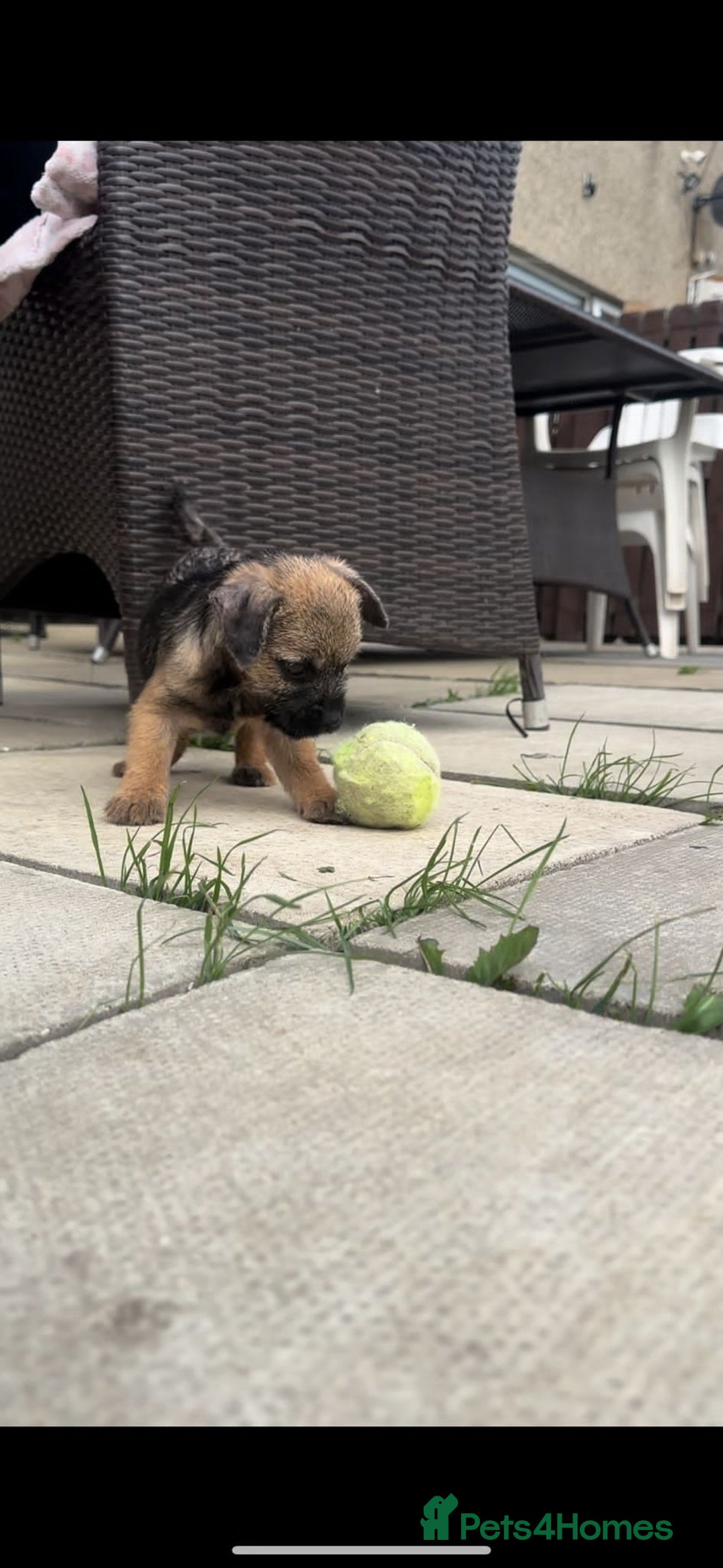 Border Terrier dogs for sale: Border Terrier Pups ready to go vet checked  in Bradford - Image 2