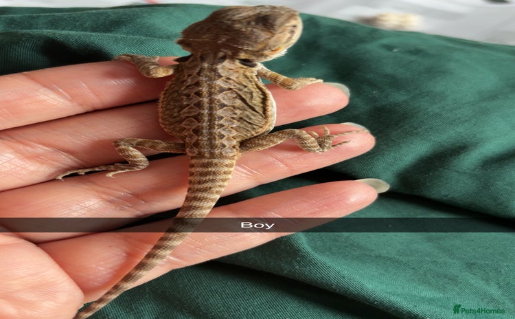 Bearded Dragon reptiles - Advert 1