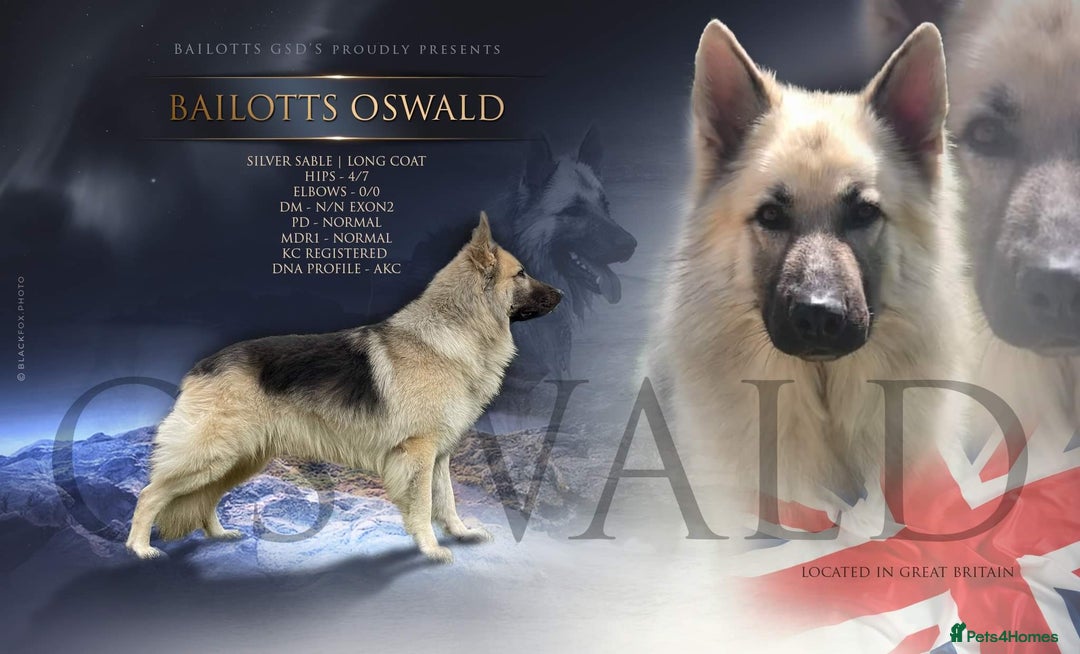 German Shepherd dogs for sale: Adorable GSD pups, straight back line, KC reg - Image 19