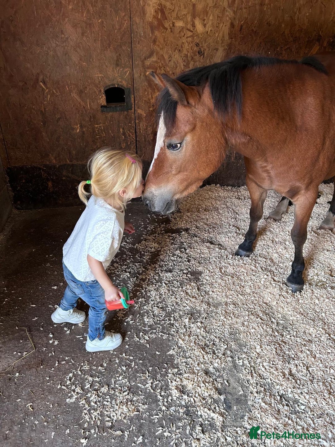 Welsh Section A horses for sale: 12hh section a gelding bombproof - Image 2