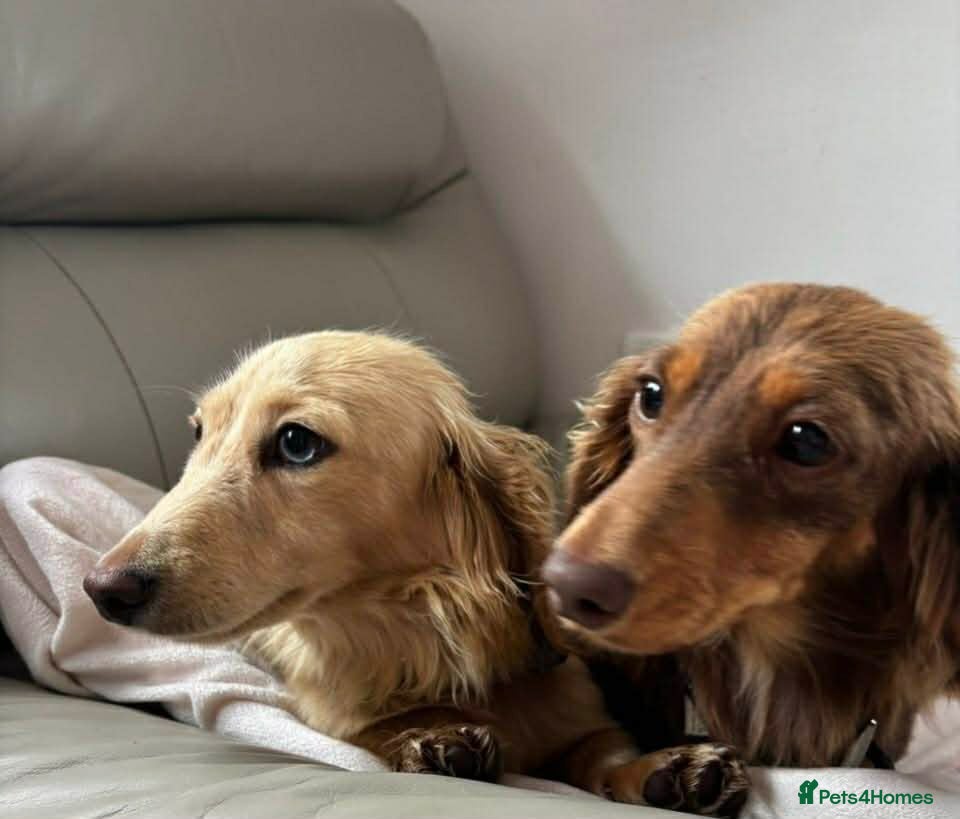 Dachshund dogs Miniature long-haired dachshund - Advert 2