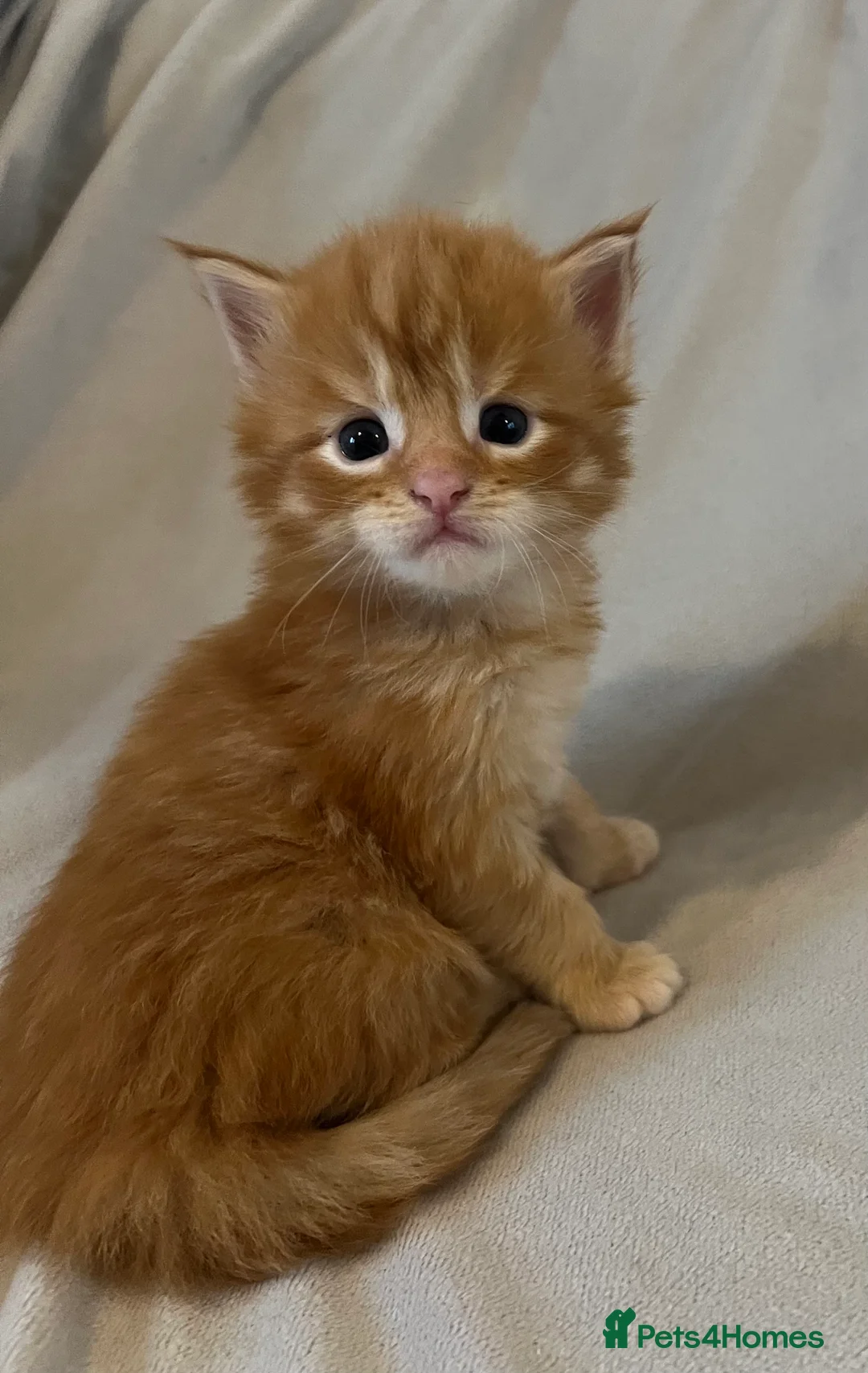 Maine Coon cats for sale: Beautiful and healthy litter of Maine coon kittens - Advert 20